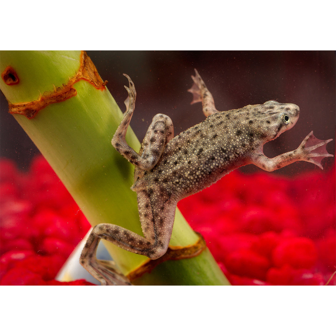Törpe karmosbéka - Hymenochirus curtipes