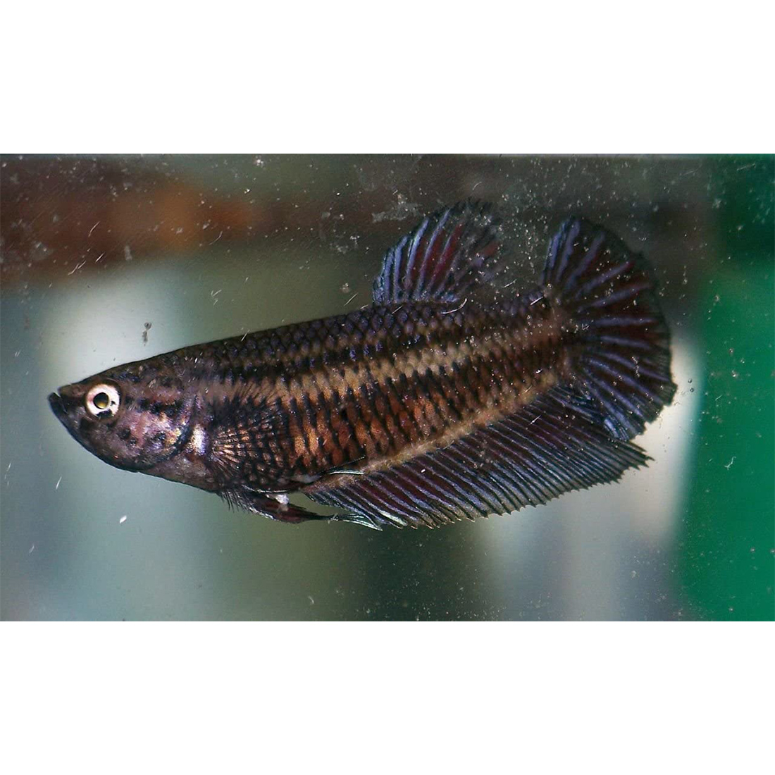 Sziámi harcoshal NŐSTÉNY - Betta splendens