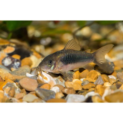 Kékpajzsos páncélosharcsa - Corydoras aeneus