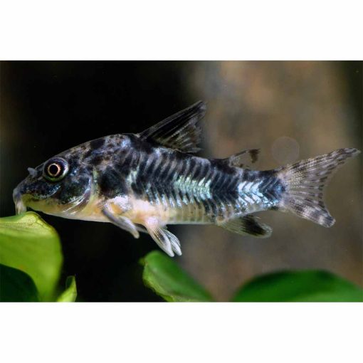 Foltos páncélosharcsa - Corydoras paleatus