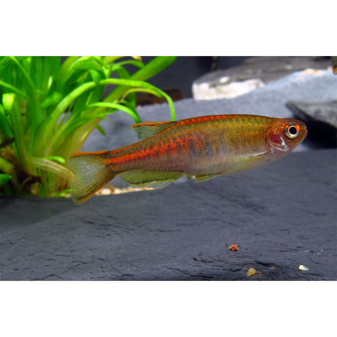 Színpompás dánió - Danio choprai
