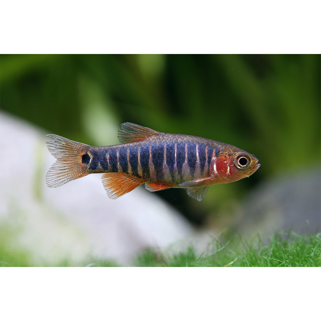 Kéksávos törpedánió - Celestichthys erythromicron