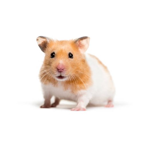 Szíriai aranyhörcsög – MyPet webáruház